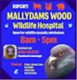 Mallydams Wood Wildlife Centre Hastings